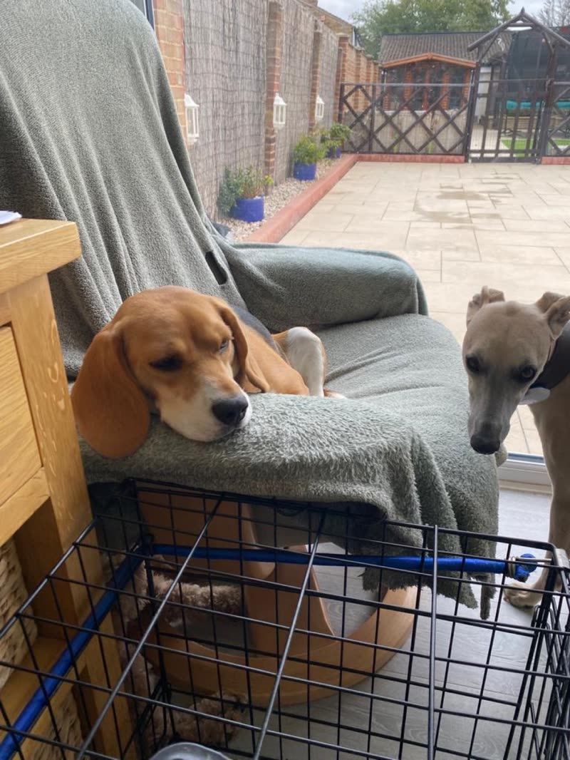 Beagle resting its head on a chair arm with another dog behind and the garden through the door