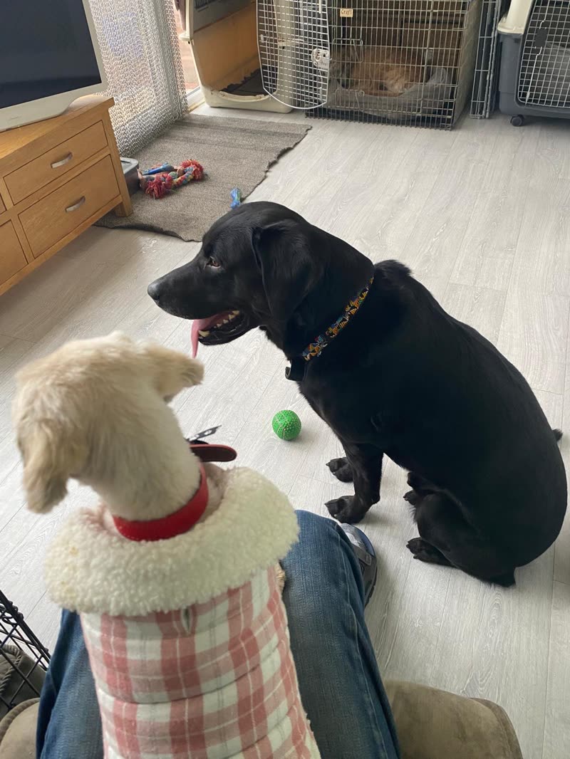 Black labrador-type dog sitting face to face with a small white dog in a checked coat