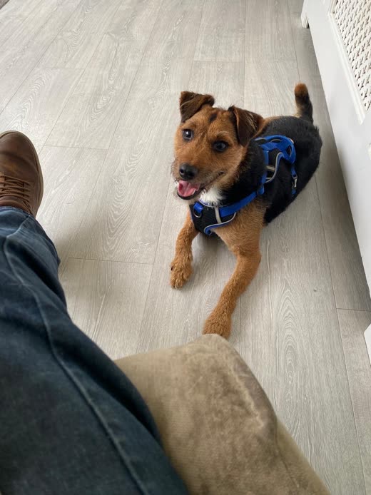 Tan and black terrier in a blue harness lying by its carer's feet, looking up