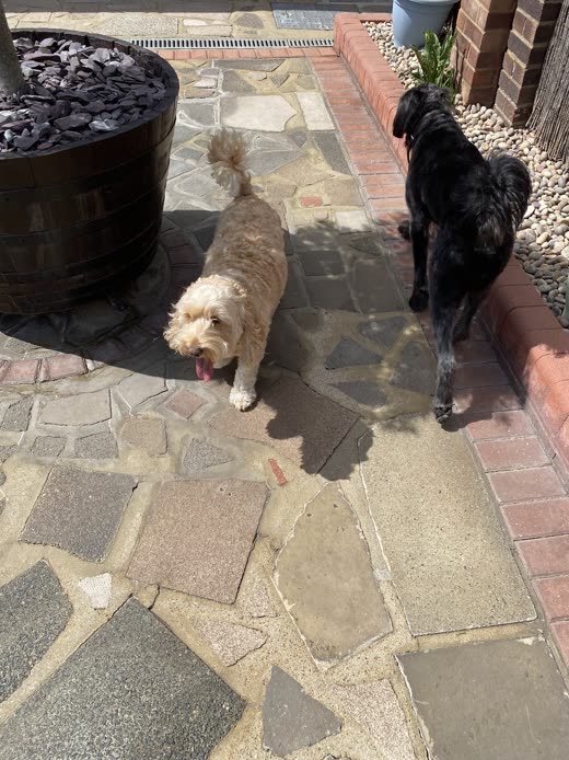 Two dogs on the sunlit patio of the back garden