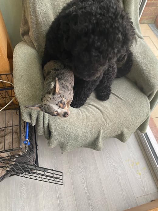 Black poodle-type dog curled up on an armchair beside a small merle dog