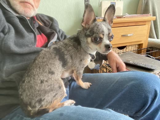 Small merle chihuahua standing on its carer's lap