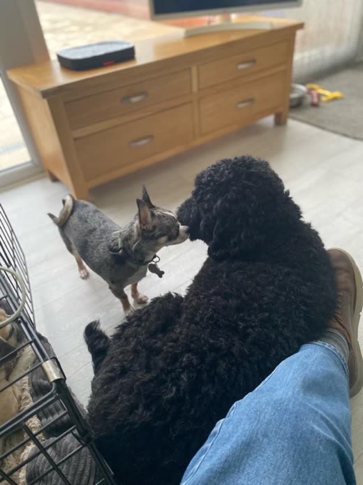 Black curly-coated dog and a small dog playing together on the living-room floor
